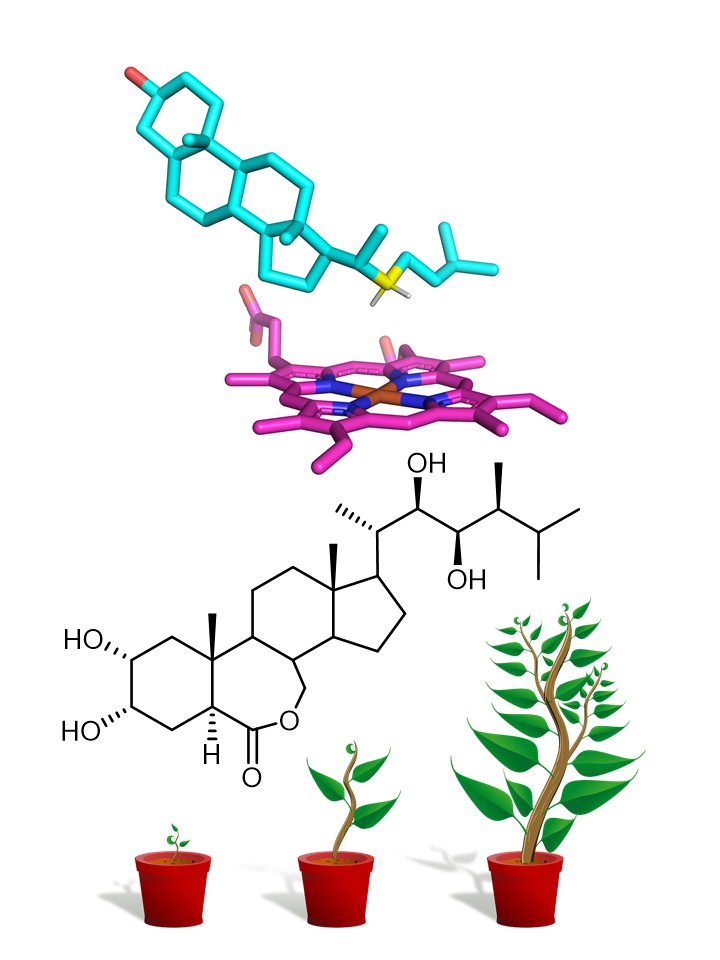 植物の成長ホルモン「ブラシノステロイド」の生合成酵素