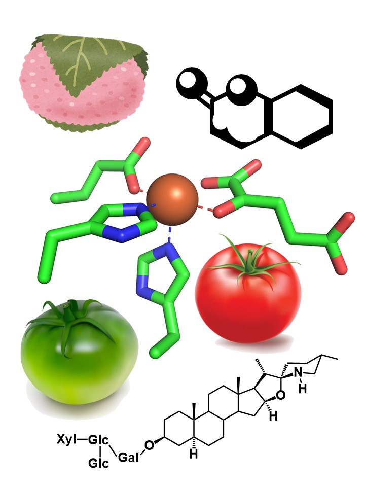 植物の二次代謝産物の生合成と代謝を行う酸素添加酵素