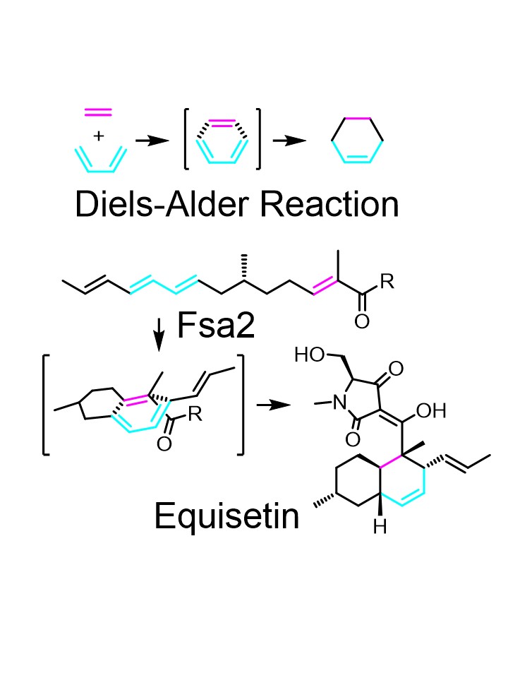 ディールス・アルダー反応を立体選択的に行う酵素