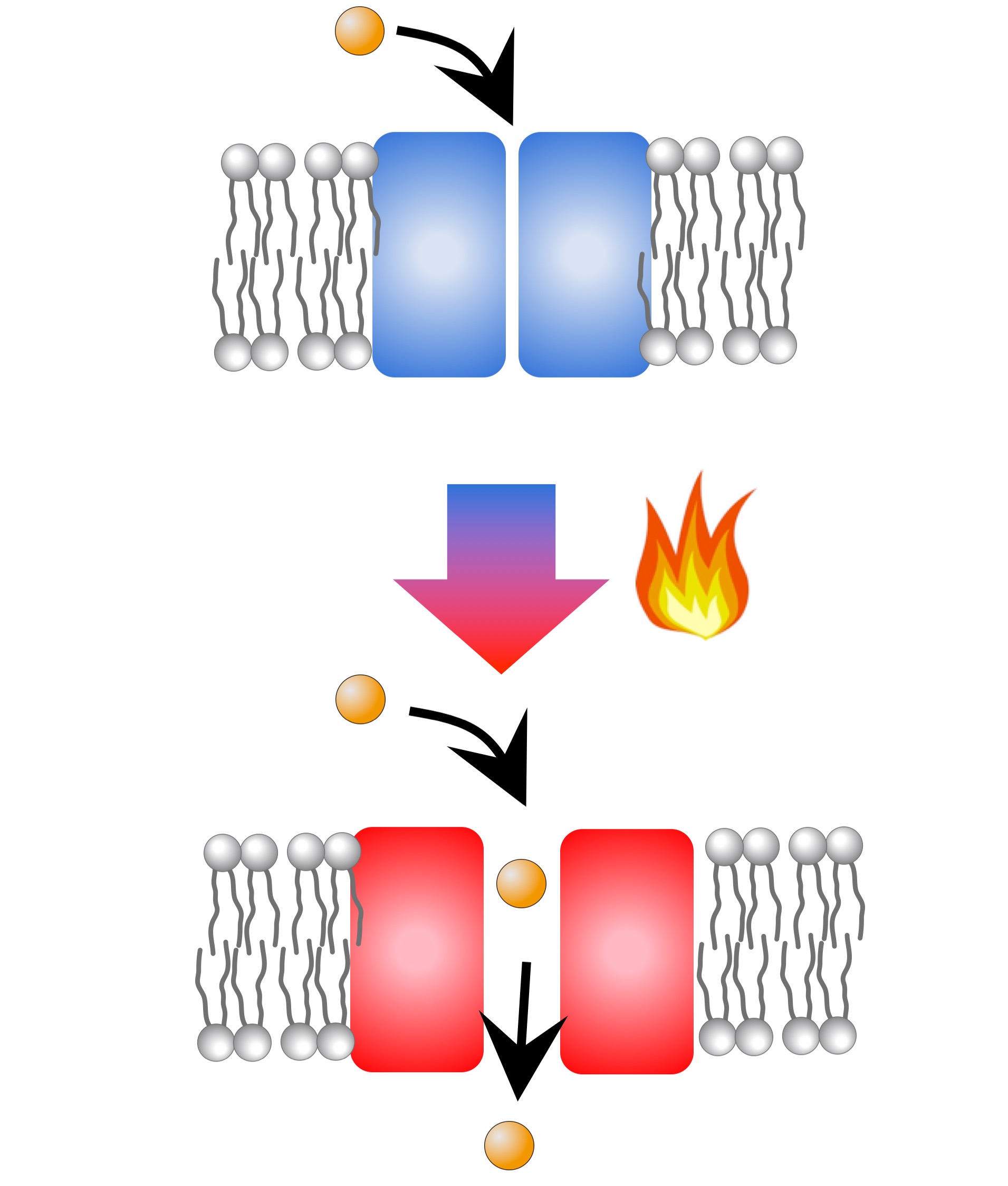 生物による温度感知の分子機構解明