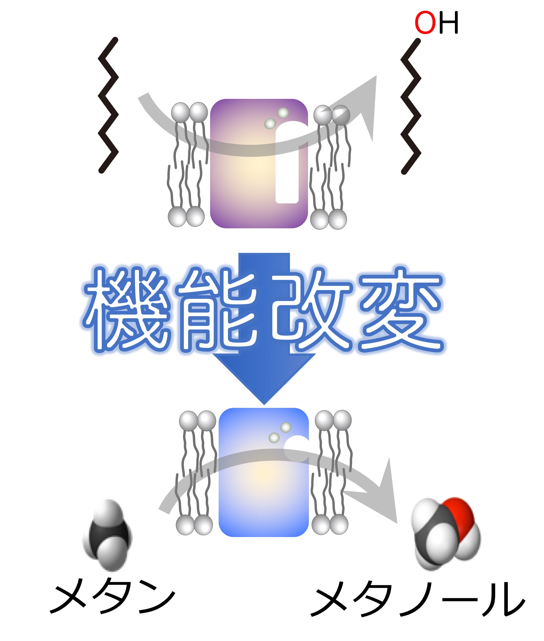 膜結合型酵素の構造・機能解明及び有用物質生産酵素への改変